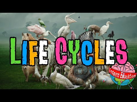 वीडियो: किन जानवरों का जीवन चक्र होता है?