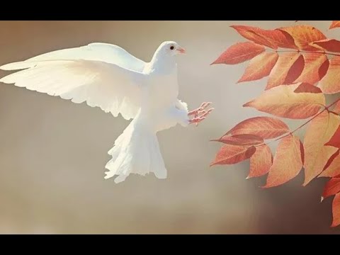 Vahşi Doğada kuş