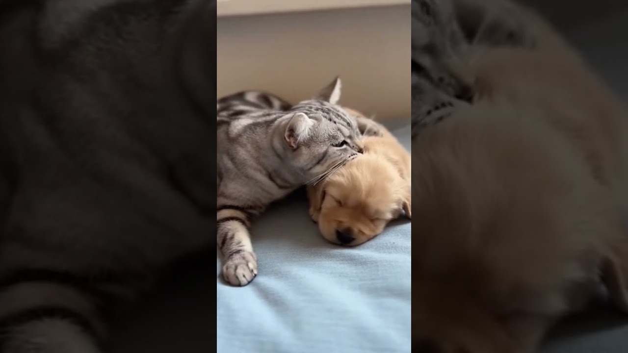 lovely cat & dog best friendship caught on camera 
