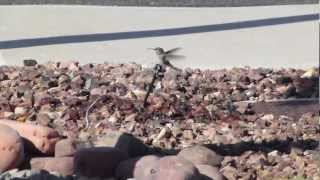 Hummingbird Taking A Bath From A Sprinkler