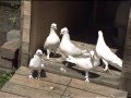 Beyaz güvercinlerle!