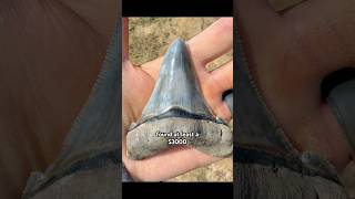 Megalodon Shark’s ancestor tooth called Angustidens I found digging at @palmettofossilexcursions!