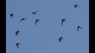 NC Shorebird Migration, August 2023