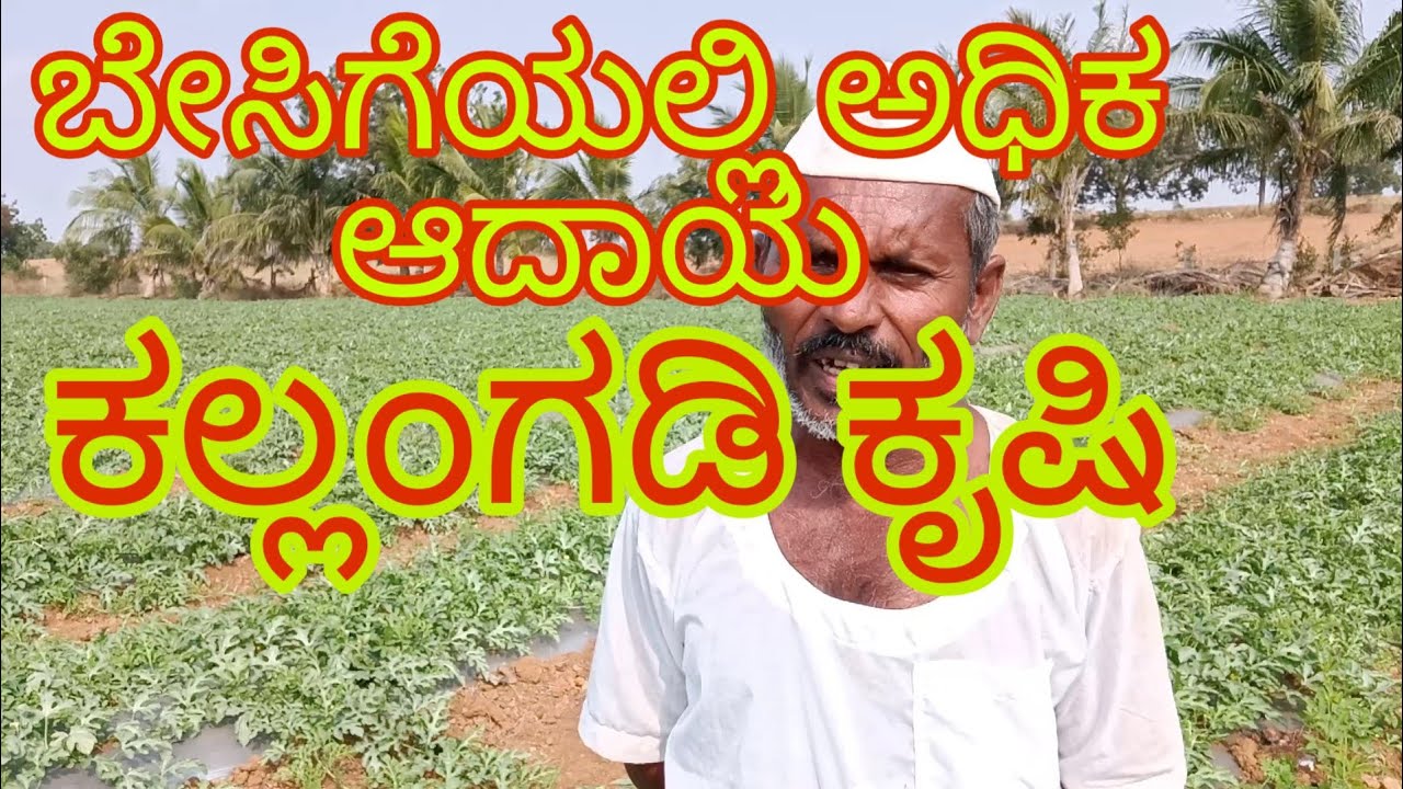 ಲಾಭದಾಯಕ ಕಲ್ಲಂಗಡಿ ಕೃಷಿ#kallangadikrushi kannada#kallangadikrushi# kallangadiagriculture