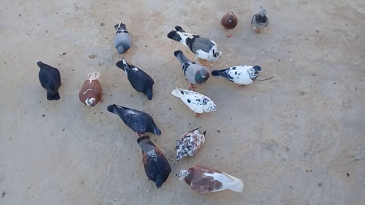 نداء الحمام للاكل