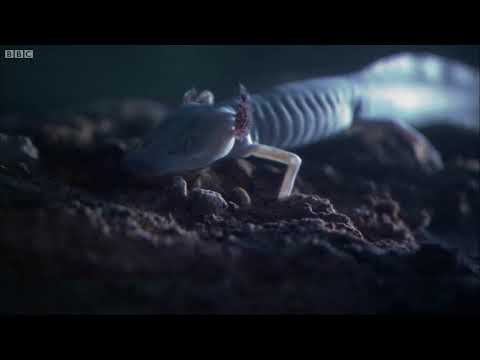 Planet Earth - Strange Cave Creatures