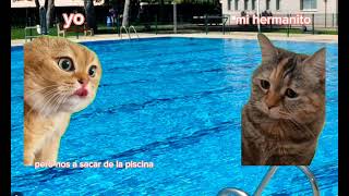 gatos van a la piscina (meme de gatos )