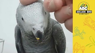 Current Hand Reared Parrots | Victorian Bird Co Ferntree Gully | 09/10/25