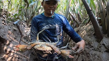 Tóm Gọn Bầy Cua Biển Khổng Lồ Trong Rừng Ngập Mặn | Thợ Săn Cua Biển Tập 31 | Catch Crab Sea #31