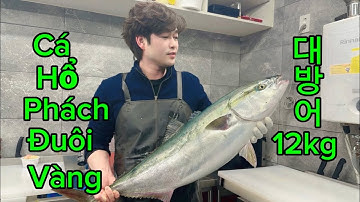 #대방어 12kg 손질 phi lê cá hổ phách đuôi vàng loài cá lắm thịt nhiều mỡ @VanhuongTran-1989 #sashimi
