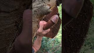 Honey Youre Amazing arispurwadi bee honeybeedance nature honey climbing honeybeesting