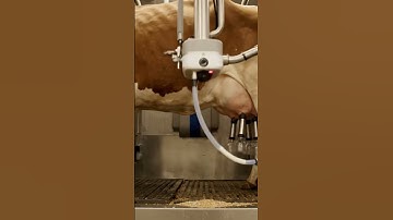 Robotic Cow Milker — Self Entry & Cup Attach #DairyRobot #Automation #asmr