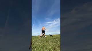 Some training partners #training #football #soccer #fitnessmotivation #fit #dogs #dogvideo #fitness