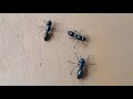 How to make ants with polymer clay  robin parambath  ant making