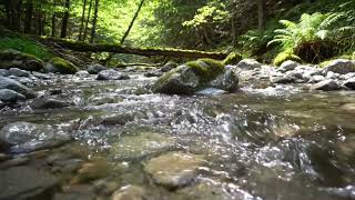 Tranquil River Nature Sounds for Relaxation and Deep Rest 833