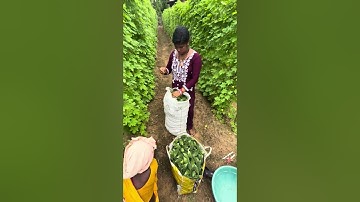 Tuni Ke Kana Hela Je // Sambalpuri Mini Vlog // Sambalpuri Short Video #minivlog #shortvideo