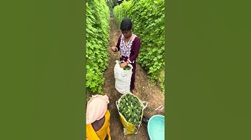 Tuni Ke Kana Hela Je // Sambalpuri Mini Vlog // Sambalpuri Short Video #minivlog #shortvideo