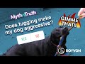 Does playing “tug of war” make my dog aggressive? ❘ Myth VS Truth
