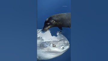 De slimste vis ter wereld ooit gevonden‼️😱