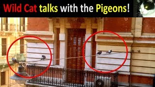 🐱 Wild Cat talks with the Pigeons.  Why cats make sounds in this way?  In “Description” the answer!