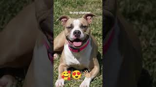 Meet Cleo 🥰 #pitbull #youtubeshorts #subscribemychannel #pitbulllove #viral