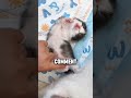 i am done 😫 #cat #kitten