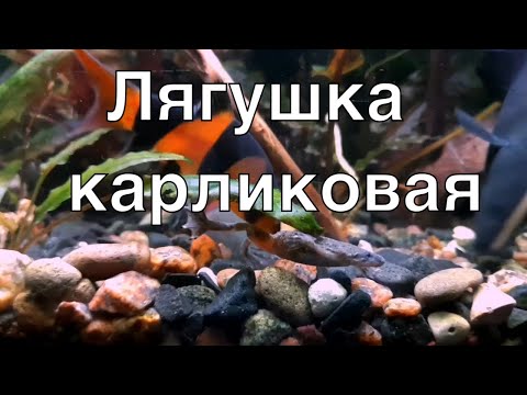 Видео: 