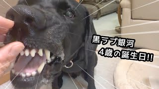 バレンタインデーに生まれた、LOVEに愛されたラブラドール