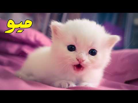 صوت قطة صغيرة روعة قطط صغيرة كيوت