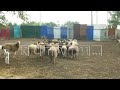 Нелегальная скотобойня своими отходами отравляет земли в Кстовском районе