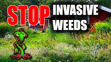 Stop Invasive Weeds: Effective Techniques and What NOT to Do