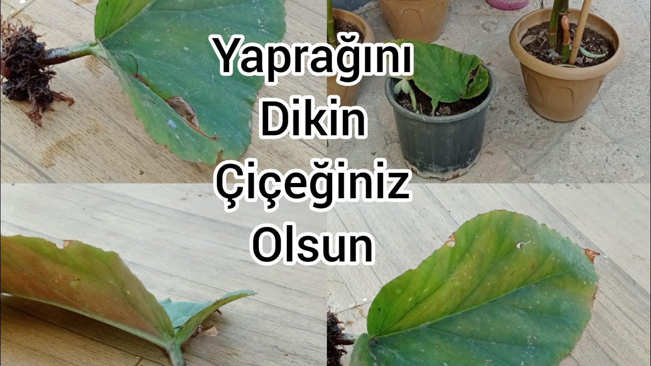 ÇİLLİ BEGONYA YAPRAKTAN KÖKLENME OLUR MU?[Production from leaves of Freckled Begonia.]