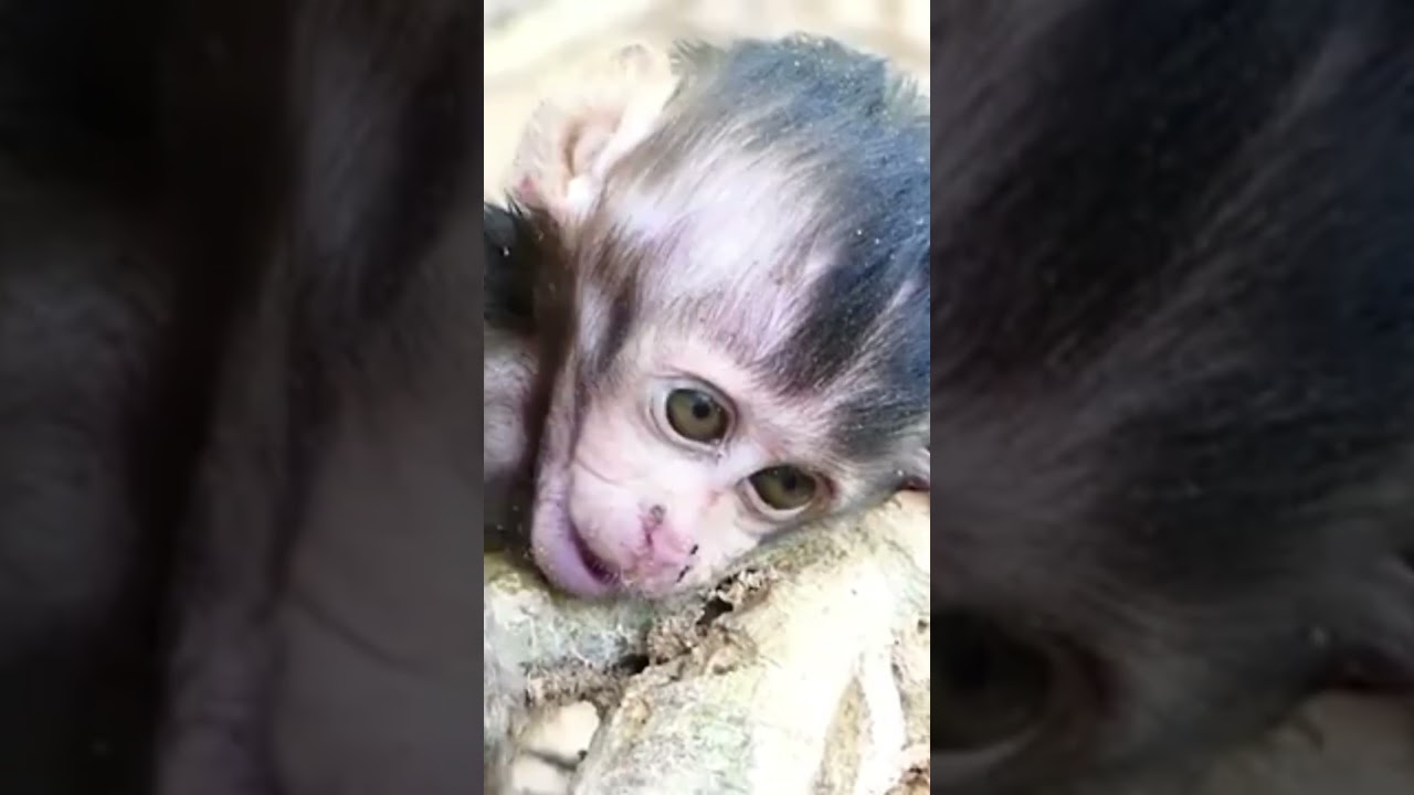 Life of Monkeys: Baby Monkey Is Sick, Mother Monkey Is Very Worried
