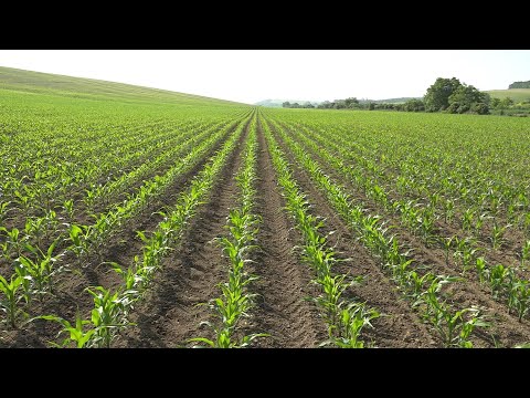 Videó: Mezőgazdasági kártevők: napraforgó seprű