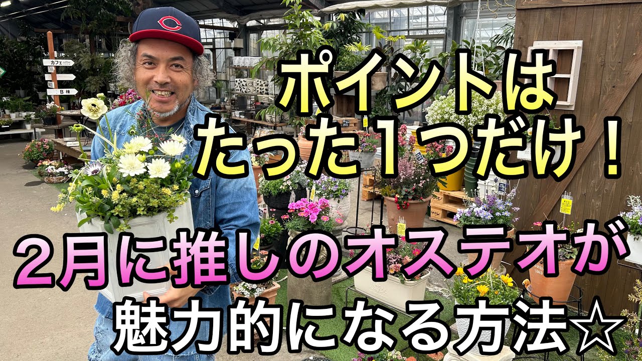 【寄せ植え】２月の推し！オステオスペルマムの魅力を引き出す方法☆