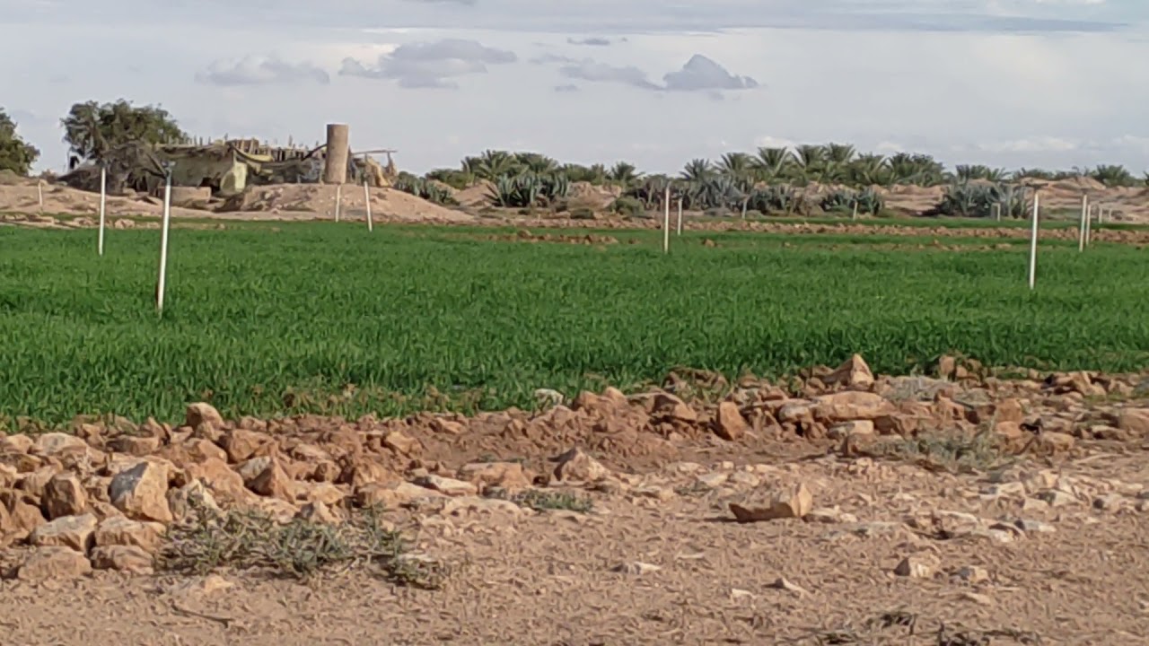 ارض فلاحيه في ولايه بسكره وضوحيها