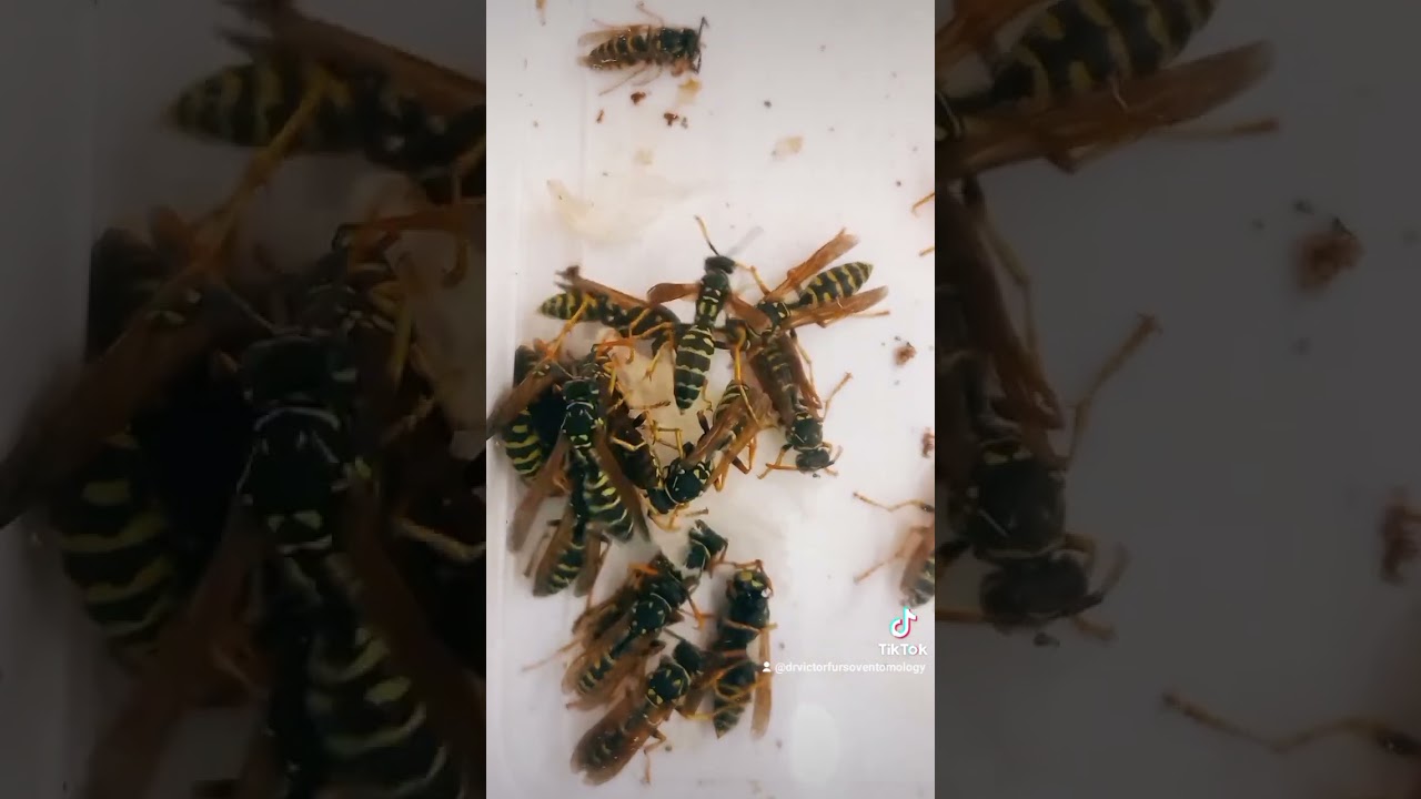 ПОЛІСТИ, ПАПЕРОВІ ОСИ НЕБЕЗПЕЧНІ ЧІ НІ? PAPER WASPS, Polistes, Paravespula, Vespidae, Ентомологія.