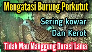 Overcoming Turtle Doves that Often Kowar and Kerot, Not Wanting to Perform for a Long Duration @M...
