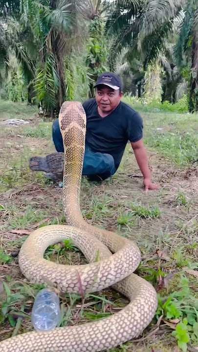 Bergelut dengan king cobra raksasa guntur #snake #kingcobra