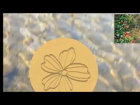 차중락-낙엽따라 가버린사랑-살며배우며) 차중락-낙엽따라 가버린사랑-살며배우며)