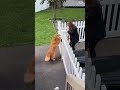The dog loves grandma the most #dogs #love #funnyvideos #foryou #dogtiktok