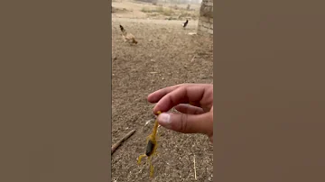 هل الدجاج يقضي على العقارب نجرب ونشوف 