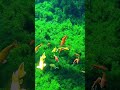 fish#fish #shorts #viralshorts