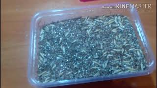 Выращиваем траву для кошек / собака съела траву и не даёт кошкам ???!!! Выращиваем траву для кошек / собака съела траву и не даёт кошкам ???!!!