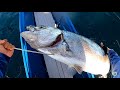 GREAT BARRACUDA AND GIANT TREVALLY CAUGHT IN JIGGING