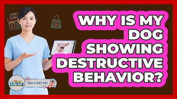 Why Is My Dog Showing Destructive Behavior?