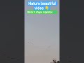 Birds Migration 😳 | Nature का कमाल | Trending Wildlife Movement #shorts