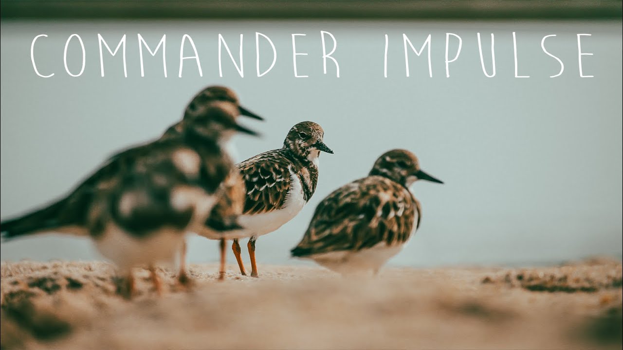 DivKid - Commander Impulse