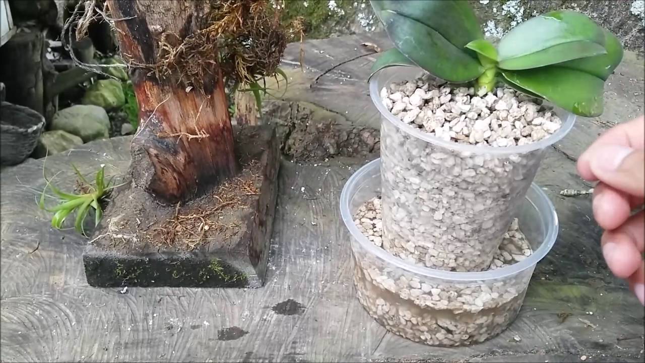 Orquídeas en semi-agua o semi-hidroponía || Orquiplanet