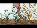 050 - Weeds, Mustard Seed, and Leaven Parables  (Farsi)